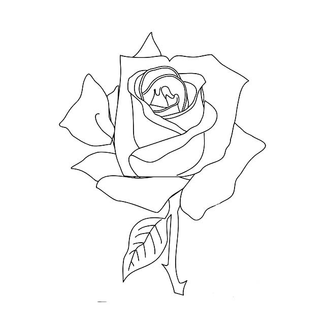 手绘玫瑰花简笔画图片