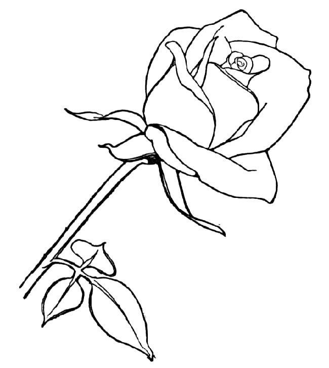 手绘玫瑰花简笔画