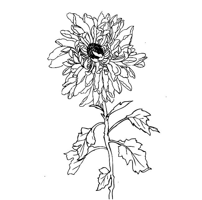 手绘菊花简笔画图片