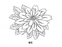 美丽的菊花简笔画