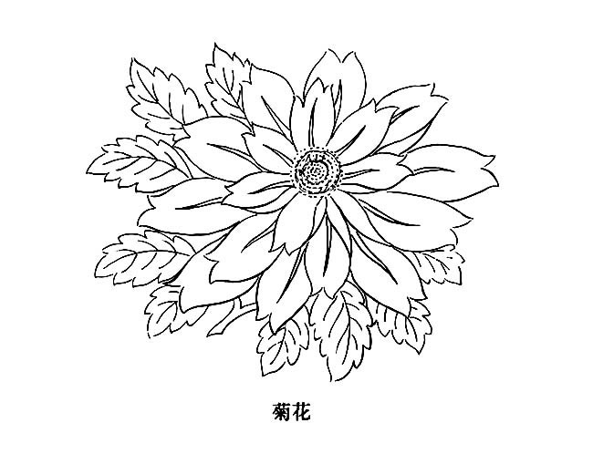 美丽的菊花简笔画