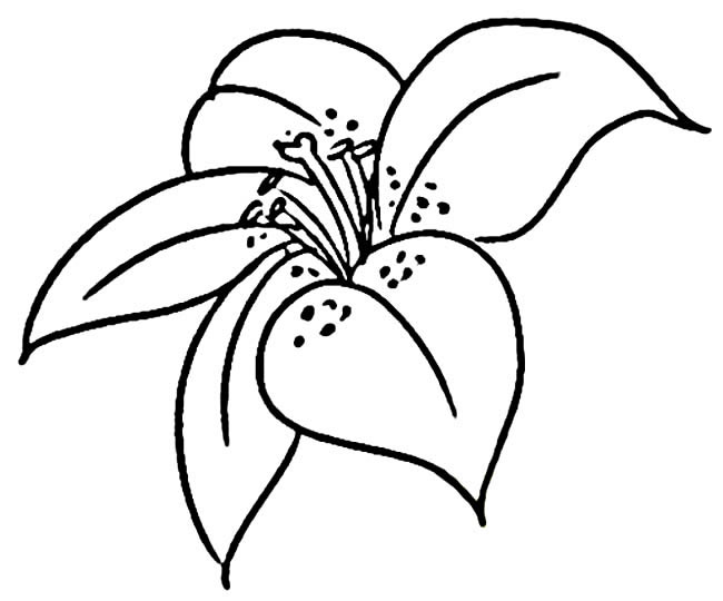 手绘花朵简笔画图片