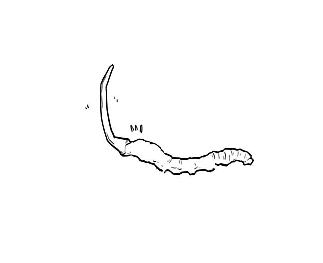 手绘冬虫夏草简笔画图片