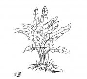 一棵芭蕉树简笔画图片