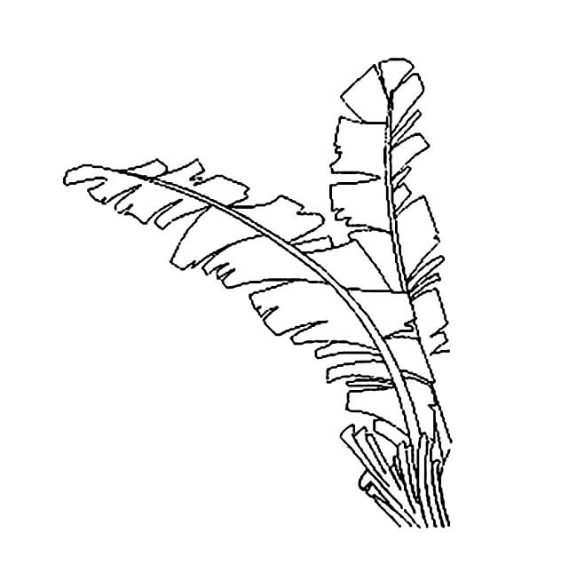 芭蕉树叶子简笔画图片