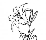 百合花简笔画图片
