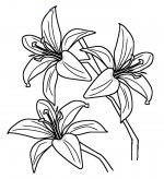 百合花简笔画图片
