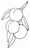 桃子简笔画步骤图片大全