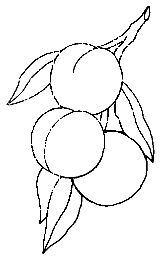 桃子简笔画步骤图片大全