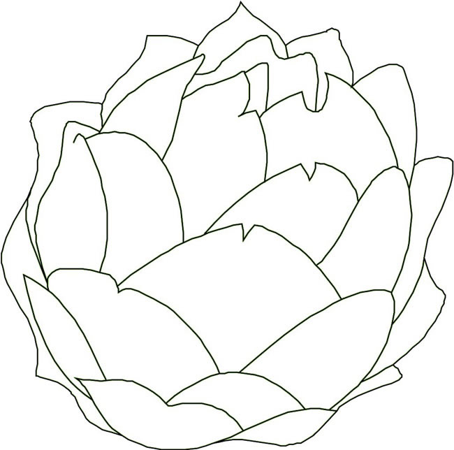  卷心菜简笔画步骤图片大全