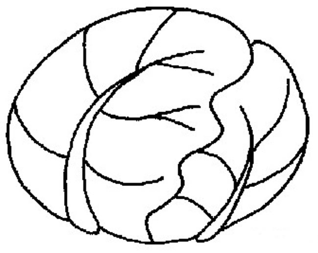 苞菜简笔画