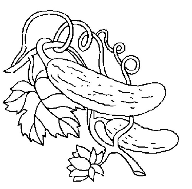 黄瓜简笔画