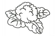 花菜简笔画步骤图片大全