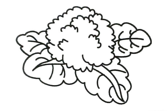 花菜简笔画