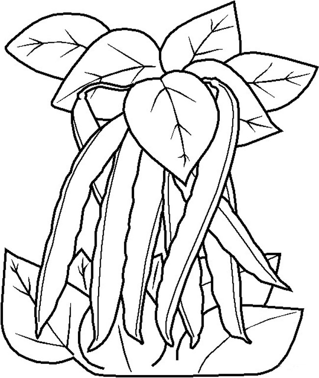 四季豆角简笔画