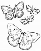 蝴蝶简笔画步骤图片大全