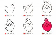 火龙果简笔画步骤图片大全