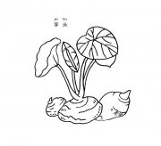芋头蔬菜简笔画步骤图片大全