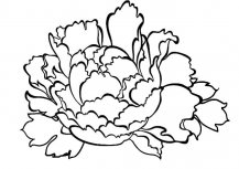 牡丹花植物花简笔画步骤图片大全