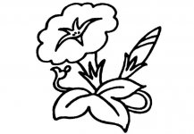 牵牛花植物花简笔画步骤图片大全四