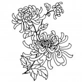 菊花植物花简笔画步骤图片大全