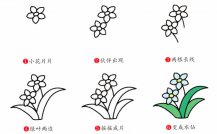 水仙花植物花简笔画步骤图片大全二
