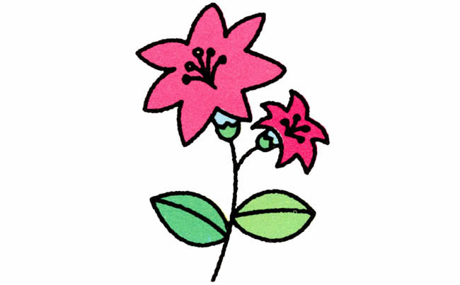 百合花植物花简笔画步骤图片大全