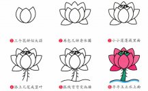 荷花植物花简笔画步骤图片大全二