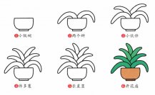 君子兰植物花简笔画步骤图片大全