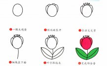 郁金香植物花简笔画步骤图片大全