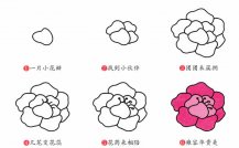 牡丹花植物花简笔画步骤图片大全