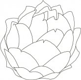 卷心菜蔬菜简笔画步骤图片大全