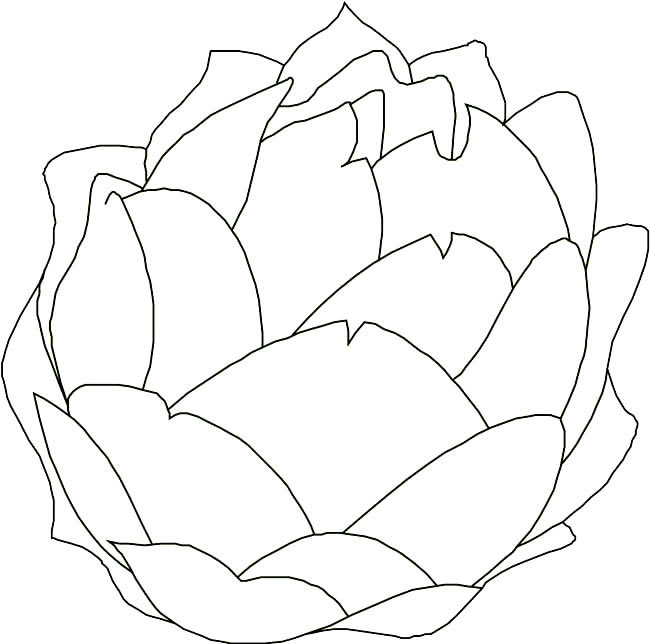 卷心菜蔬菜简笔画步骤图片大全