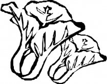 白菜蔬菜简笔画步骤图片大全
