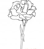 康乃馨植物花简笔画步骤图片大全