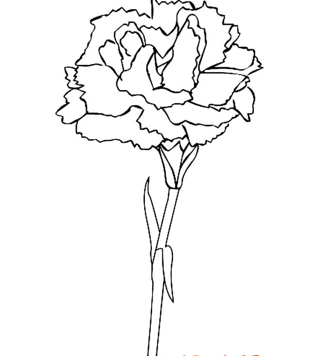 康乃馨植物花简笔画步骤图片大全