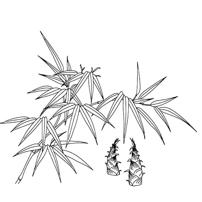 竹子植物简笔画步骤图片大全