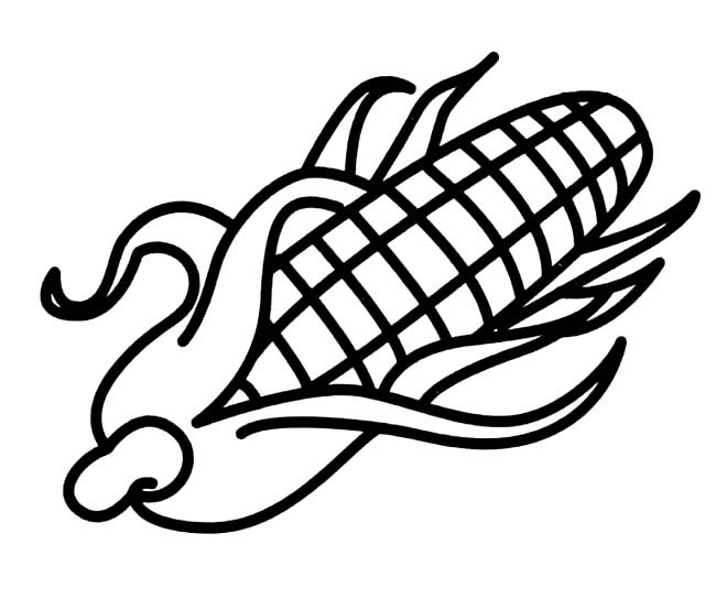 玉米植物简笔画步骤图片大全