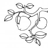 桃树植物简笔画步骤图片大全