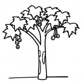 枫树植物简笔画步骤图片大全
