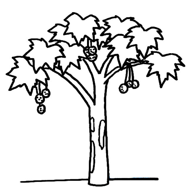 枫树植物简笔画步骤图片大全