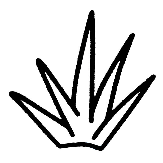 芦荟植物简笔画步骤图片大全