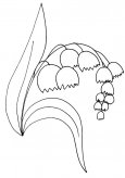钟花风铃草植物花简笔画
