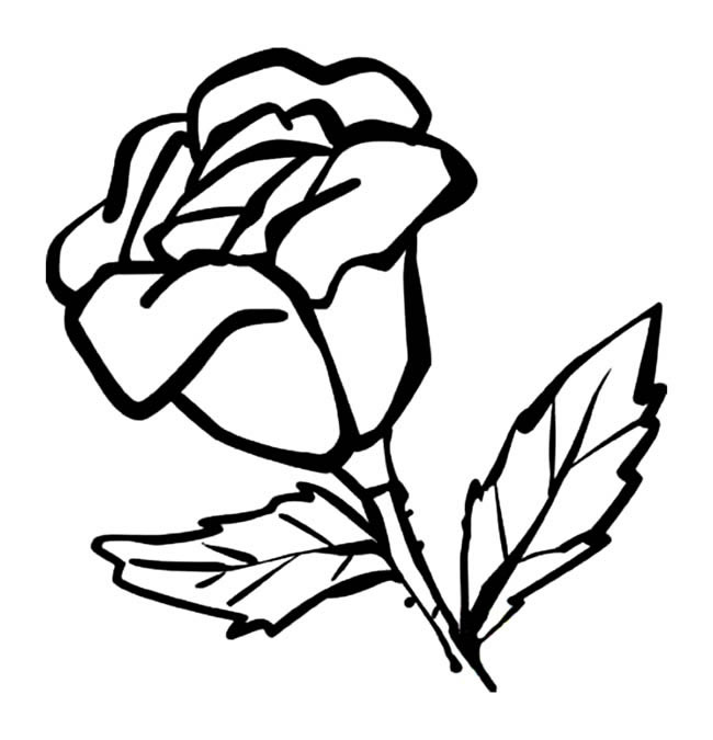 玫瑰花植物花简笔画步骤图片大全