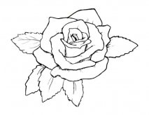 玫瑰花植物花简笔画步骤图片大全四