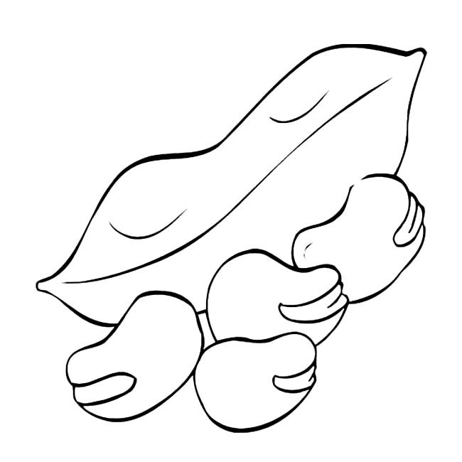 蚕豆蔬菜简笔画步骤图片大全