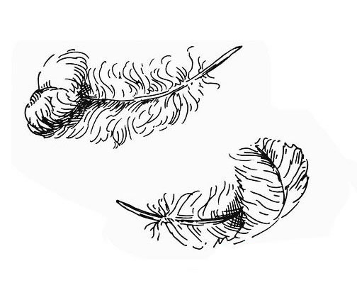 羽毛简笔画图片大全 羽毛简笔画步骤图解教程