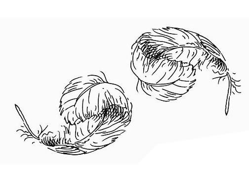 羽毛简笔画图片