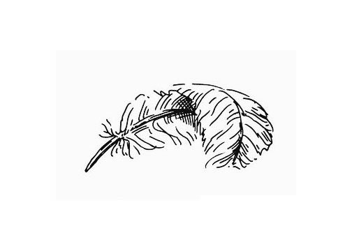 羽毛简笔画图片