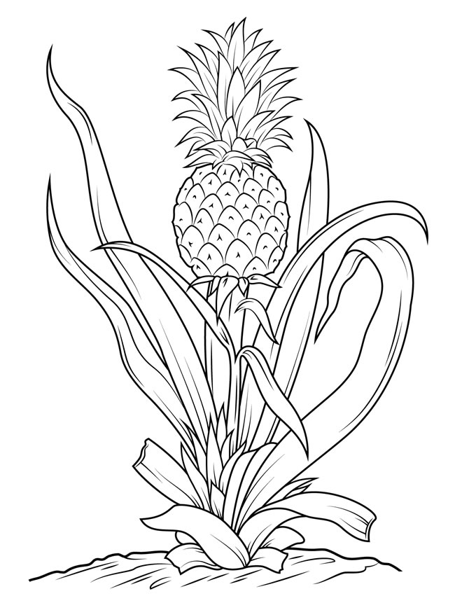 树上的菠萝简笔画